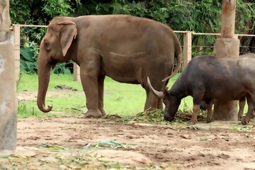 Naklejka premium Thai Elephant and Water Buffalo Eating Together in Nature conservation park 