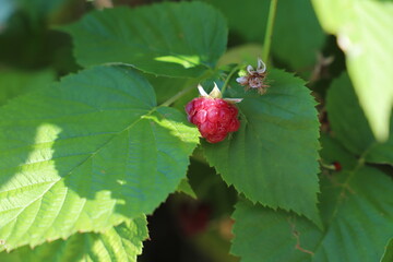 branch of ripe raspberries in a garden on green background