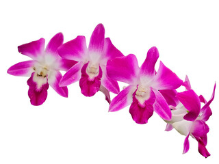 A delicate cluster of vibrant pink and white orchid flowers arranged on a curved stem