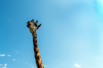 Long giraffe neck in the blue sky