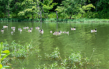 Geese flock enjoying lake Eucha