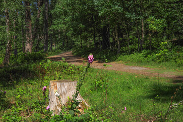 A hiking trail in the Büsenbach valley and Wörmer forests in nature reserve in the Lüneburg...