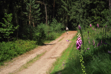 A hiking trail in the Büsenbach valley and Wörmer forests in nature reserve in the Lüneburg...