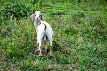 Goat testical fails to descend