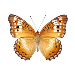 Fototapeta premium Stunning Orange Butterfly with Intricate Wing Patterns Displaying Natural Beauty and Grace in a Captivating Close-Up Transparent background or png