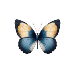 Fototapeta premium Beautiful Butterfly with Blue Wings and Orange Accents, Isolated on White Background for Nature Illustrations and Designs Transparent background or png
