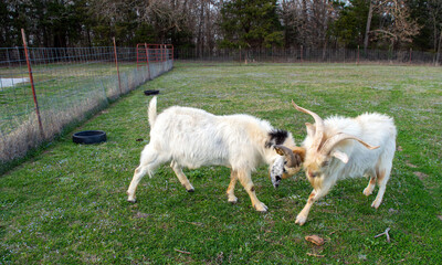 Battling male goats