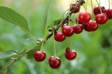 branch of ripe cherry in the garden on a green background