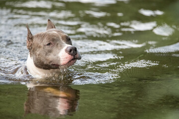 A beautiful purebred American Staffordshire Terrier plays in the water.