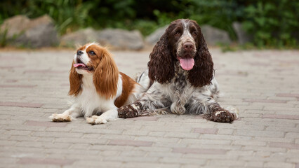 Day in the life. Two charming dogs, Cavalier King Charles and English springer spaniel, unwind on a...