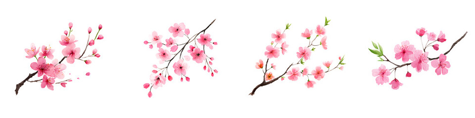 Watercolor Cherry Blossom Branches: Spring Floral Illustrations