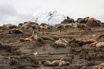 Wildlife in Ushuaia: sea lions and a Magellanic penguin enjoying the landscape, with snowy peaks in the background