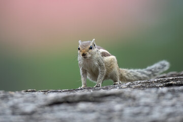 indian Palm Squirrel