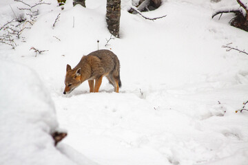 Fox in Ushuaia searching for food in the snow on a Patagonian winter day