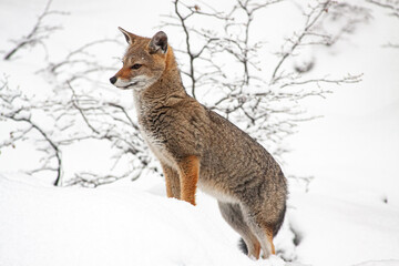 Fox in Ushuaia searching for food in the snow on a Patagonian winter day