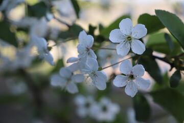 branch of blossoming cherry white flowers in the garden on a green background. Cherry blossoms....