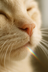 Close-up of relaxed cat with soft lighting and rainbow reflection

Peaceful orange cat basking in sunlight with rainbow prism
