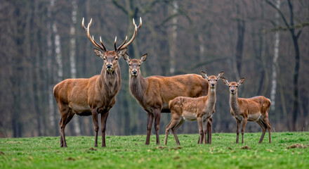 a magnificent red deer (cervus elaphus) family standing in a green forest meadow
