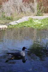 Duck in the pond