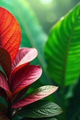 Vibrant Red and Lush Green Foliage in a Natural Setting, Displaying Intricate Leaf Veins and Textures
