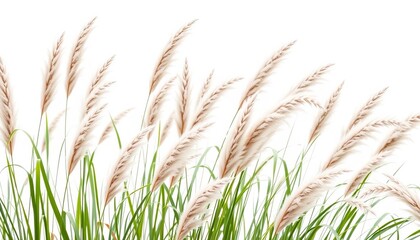 Graceful ornamental grasses bend gently in a breeze, isolated against a pure white backdrop,  summer,  grasses
