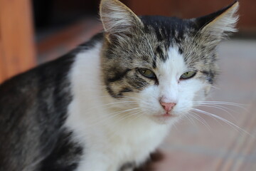 Fototapeta premium Side view of a pensive black and white stray cat sitting on the porch of a house.