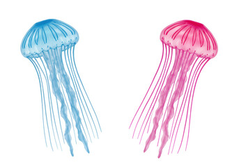 Isolated Pair of Jellyfish in Pink and Blue Hues Drifting