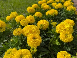 Bright yellow marigold flowers (Tagetes) blooming in a garden. Lush green leaves and vibrant petals perfect for summer, floral, and gardening themes