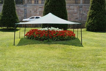 Preventing the flowers in the garden from being damaged by the sun, Samarkand, Uzbekistan