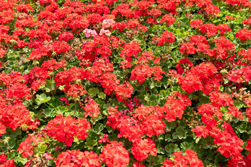 Red garden geranium pelargonium flowers in the garden.
