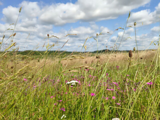 Horizontal photo of wildflowers, a wild field of summer grasses, a sunny summer day, and white clouds. Summer landscape, Russian field, Pskov, Mikhailovskoye