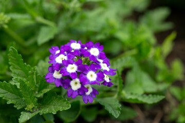 Bright delicate verbena flowers on a flower bed. Gardening, hobby.