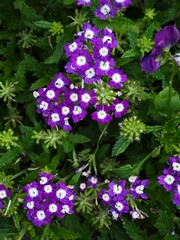 Bright delicate verbena flowers on a flower bed. Gardening, hobby.