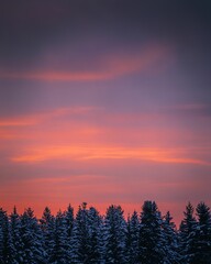 Snowy Pines at Sunset