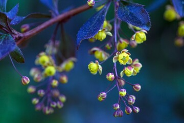 Barberry bushes with purple leaves and yellow flowers.