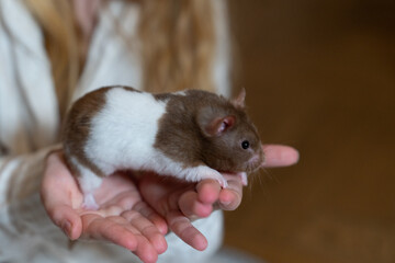 Brown and white Syrian hamster in hands