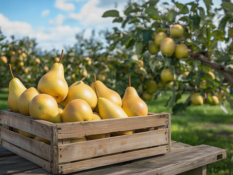 Box of ripe pears on a wooden table