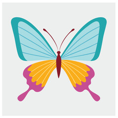 Colorful butterfly