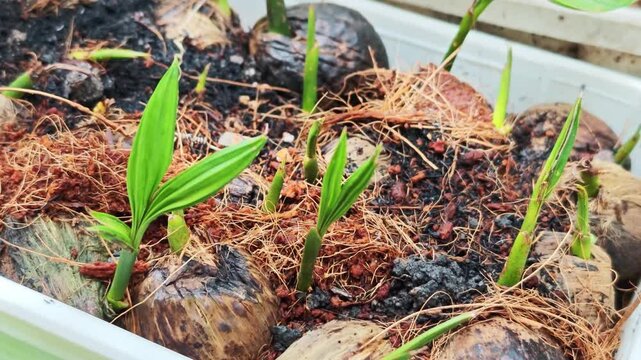 Young areca palm on nursery pot