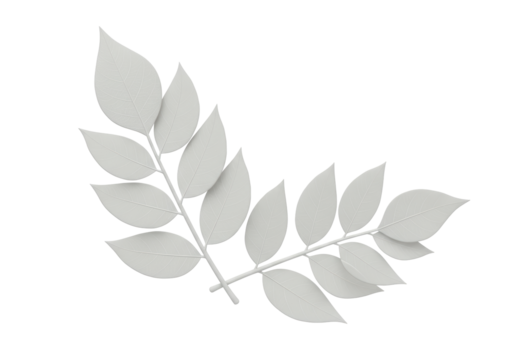 Isolated White Laurel Wreath Branch for Awards and Recognition