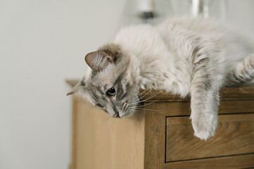 Fluffy ragdoll cat on the table	