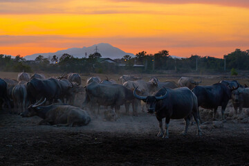 Herd of Thai buffaloes gather peacefully at sunset, embodying essence of rural life.. Thai buffalo...