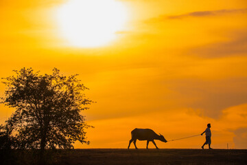 Serene scene of Thai rural life with buffalo being led by person under vibrant sunset sky.. Thai...