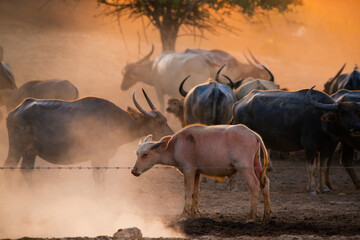 Thai buffaloes gather in dusty field at sunset, showcasing rural life and natural beauty.. Thai...