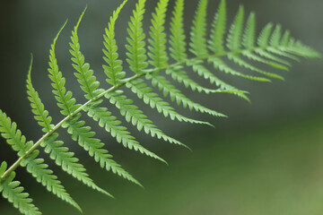  Green fern leaf close-up, natural botanical background with blurred forest.