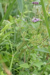 Swallowtail butterfly caterpillars, Norfolk. Papilio Machaon britannicus