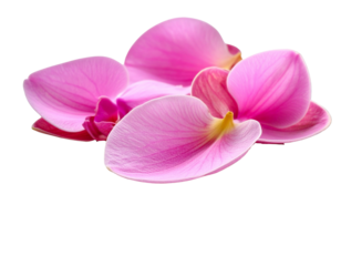  Close Up of Orchid Petals on Glossy Metallic Sheet Transparent Background PNG