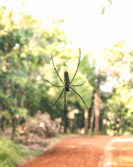 Large mountain spider in Koraput, Odisha, India in November 2024....