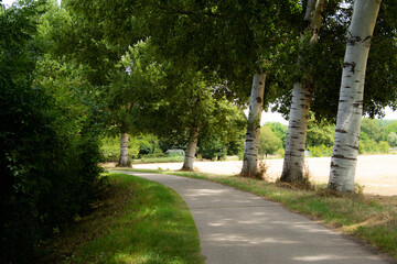 Evocative summer scene featuring a winding path bathed in sunlight, flanked by elegant birch trees....