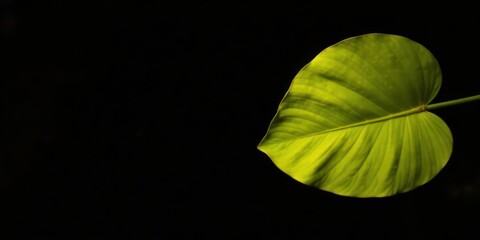 Illuminated Leaf Against a Dark Background A Study in Contrast and Texture